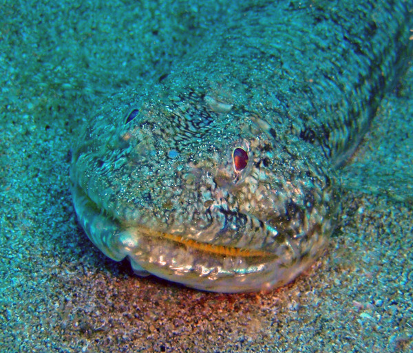 Lizardfish - Blue-striped Lizardfish