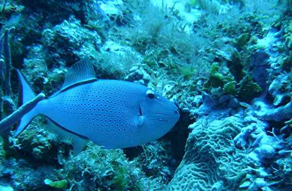 Triggerfish - Sargassum Triggerfish