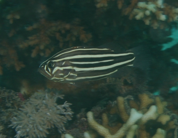 Soapfish - Six-striped Soapfish Soapfish - Six-striped Soapfish