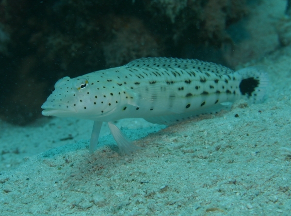 Sandperches - Speckled Sandperch