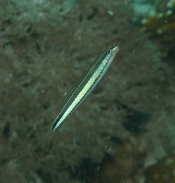 Blennies - Piano Fangblenny