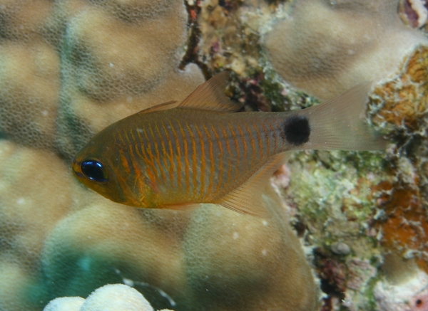 Cardinalfish - Orangelined cardinalfish