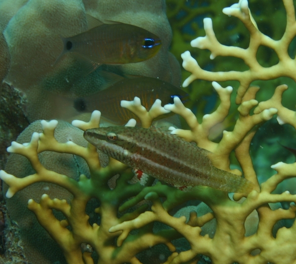 Wrasse - Oriental Wrasse