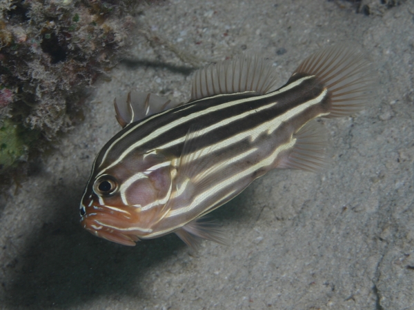 Soapfish - Six-striped Soapfish Soapfish - Six-striped Soapfish