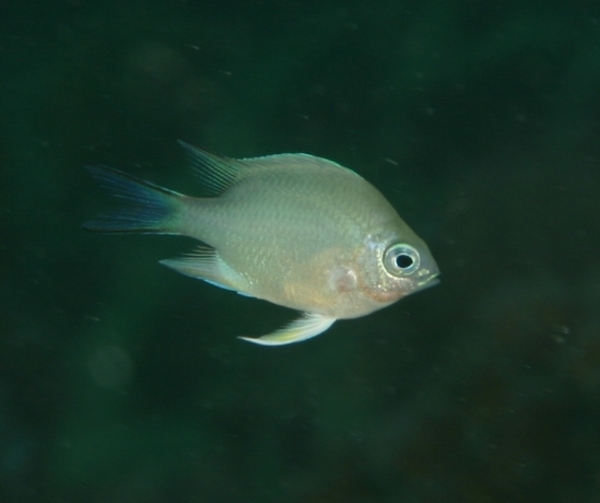 Damselfish - Whitebelly Damselfish