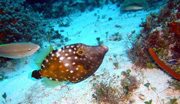 Filefish - Whitespotted Filefish