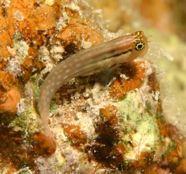 Blennies - Nalolo Blenny