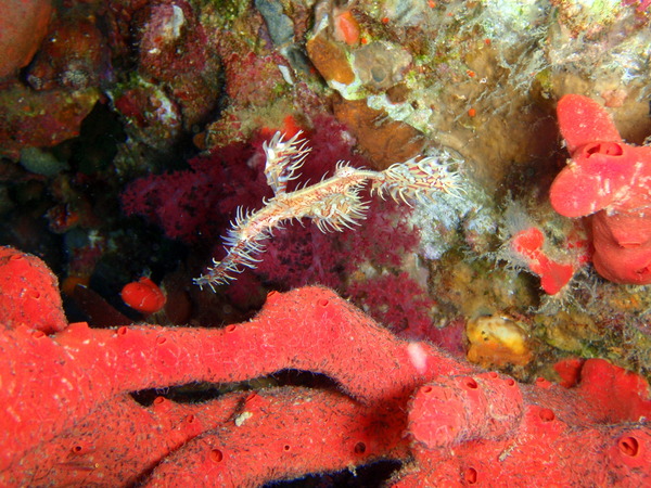 Pipefish - Ornate Ghost Pipefish