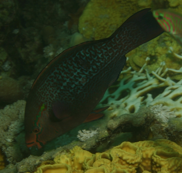 Parrotfish - Swarthy Parrotfish