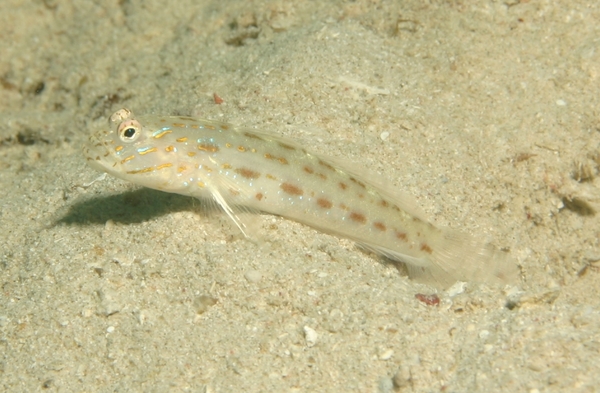 Gobies - Red Sea Shrimpgoby Gobies - Red Sea Shrimpgoby
