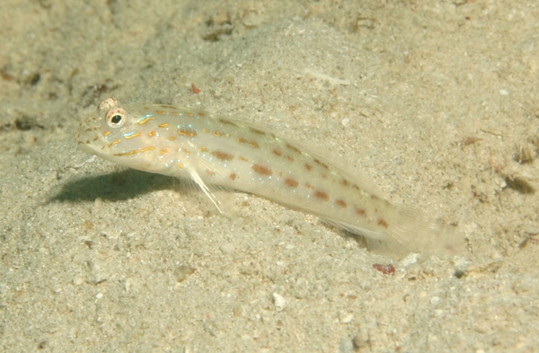 Gobies - Red Sea Shrimpgoby