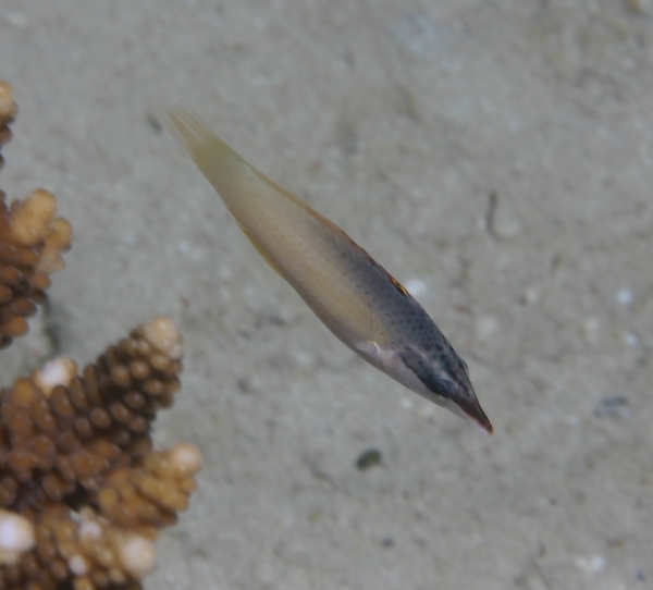 Bird Wrasse - Gomphosus caeruleus