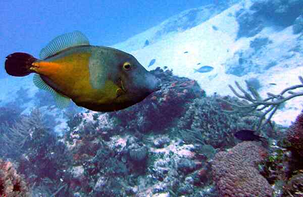 Filefish - Whitespotted Filefish