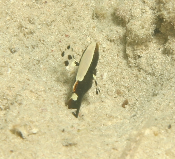 Gobies - Whitecap Goby