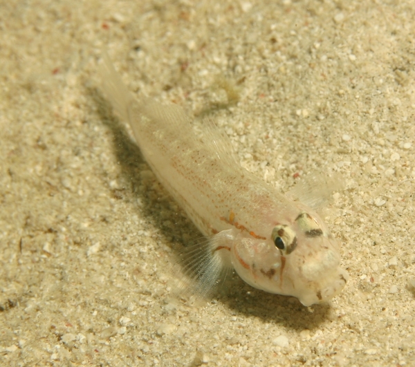 Gobies - Eye-bar Goby Gobies - Eye-bar Goby