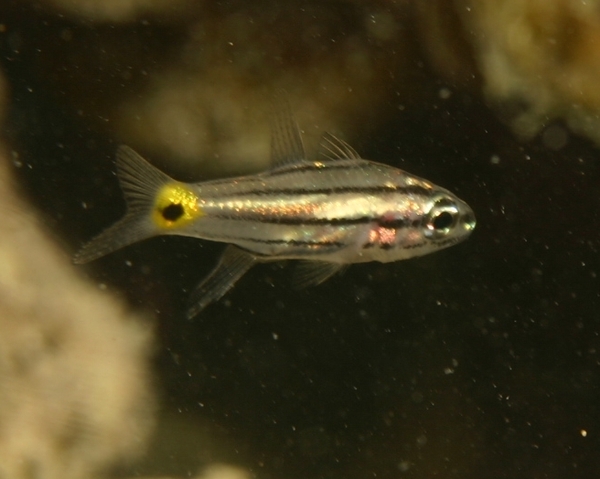 Cardinalfish - Fiveline Cardinalfish