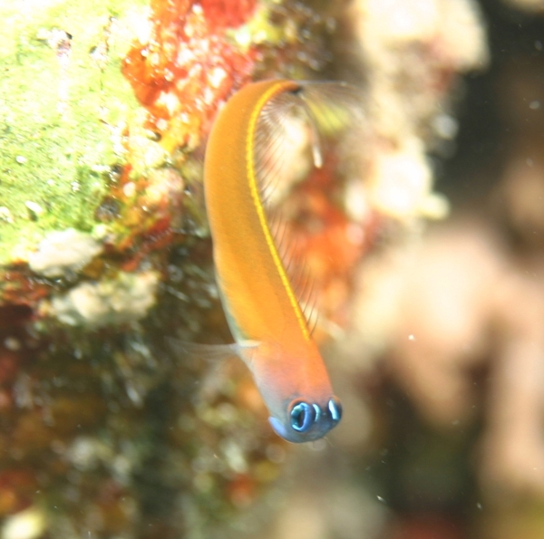 Blennies - Aron's blenny