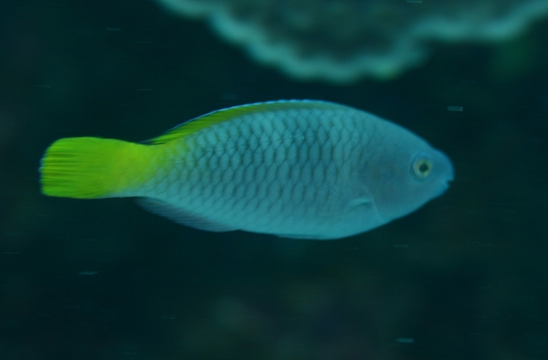 Parrotfish - Rusty Parrotfish