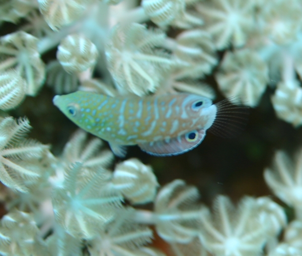 Twist's Wrasse - Anampses twistii