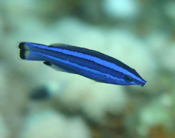 Arabian Cleaner Wrasse - Larabicus quadrilineatus