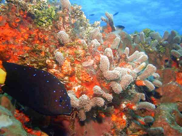 Damselfish - Yellowtail Damselfish