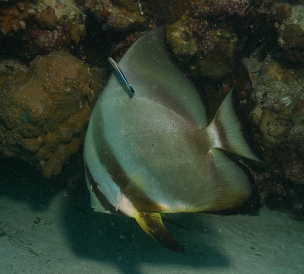 Spadefish - Circular Spadefish