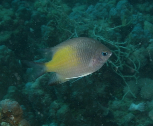 Damselfish - Yellowfin Damselfish