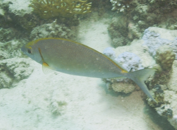 Rabbitfish - Streamlined Spinefoot