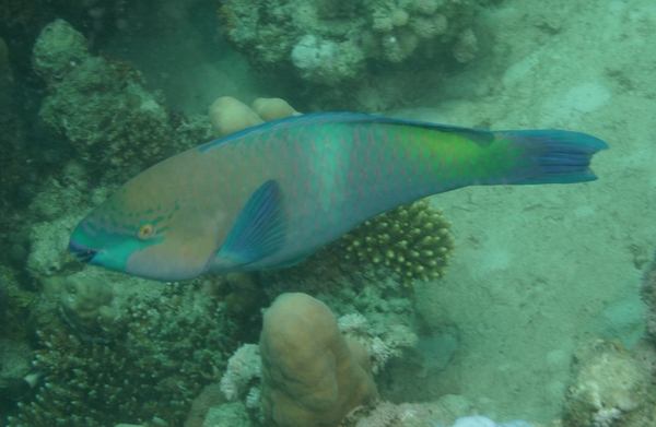 Parrotfish - Rusty Parrotfish Parrotfish - Rusty Parrotfish