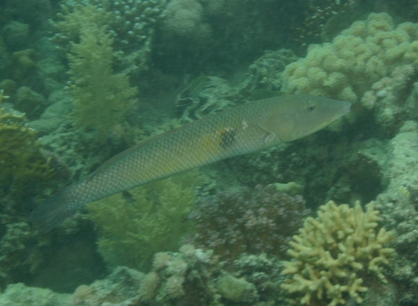 Wrasse - Cigar Wrasse