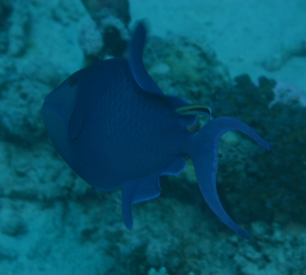 Triggerfish - Redtooth Triggerfish