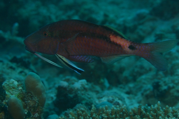 Goatfish - Longbarbel Goatfish