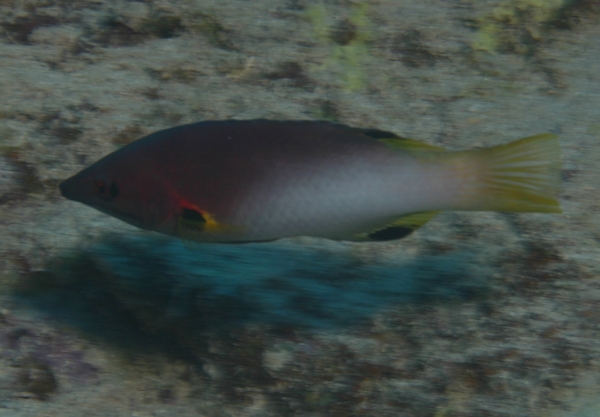 Hogfish - Axilspot Hogfish