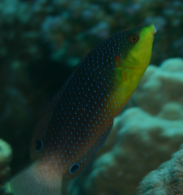 Wrasse - Twist's Wrasse