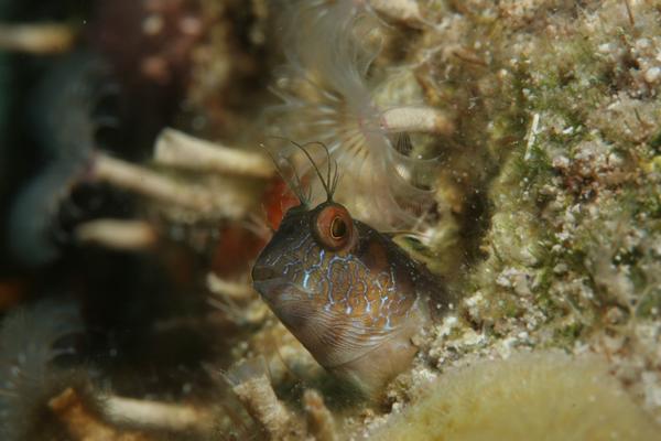 Blennies - Seaweed Blenny