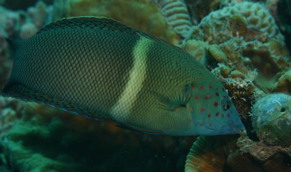 Clown Coris Wrasse - Coris aygula