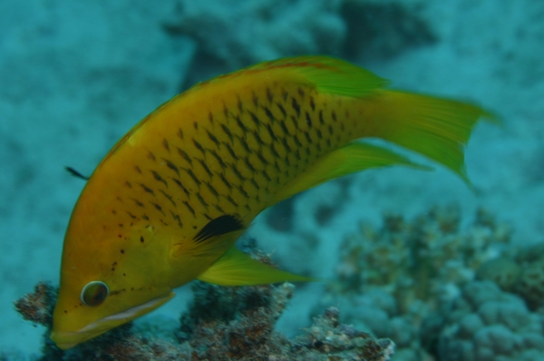 Slingjaw Wrasse - Epibulus insidiator