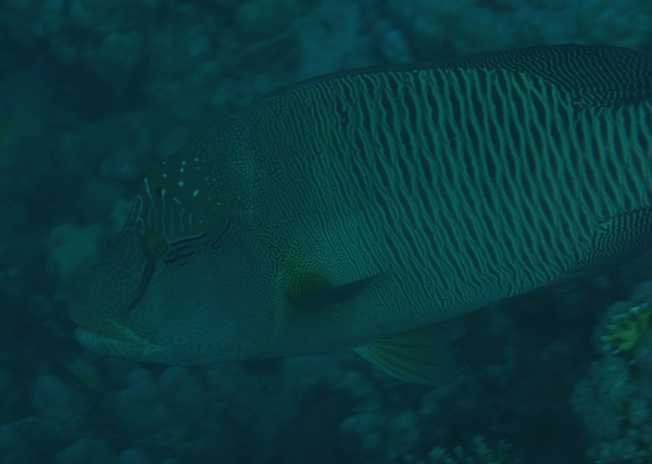 Wrasse - Humphead Wrasse