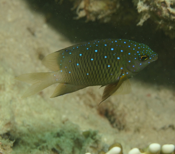 Damselfish - Jewel Damselfish