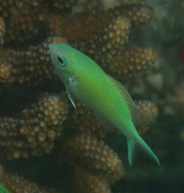 Damselfish - Blue Green Damselfish