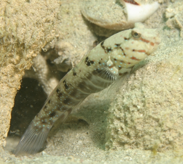 Gobies - Ninebar prawn goby Gobies - Ninebar prawn goby