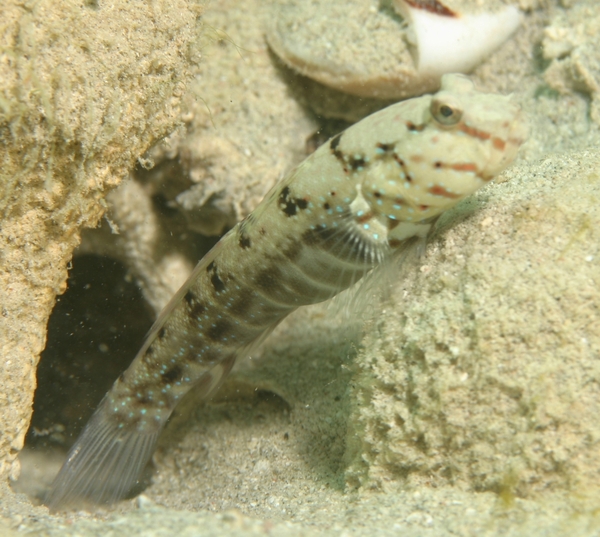 Gobies - Ninebar prawn goby