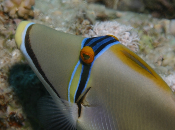 Triggerfish - Arabian Picasso Triggerfish