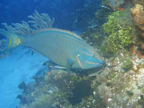 Stoplight Parrotfish - Sparisoma viride