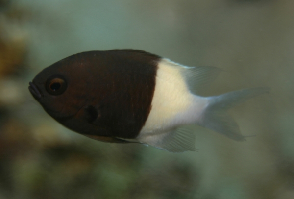Damselfish - Twotone Chromis Damselfish - Twotone Chromis