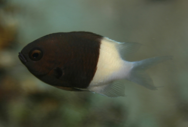 Damselfish - Twotone Chromis