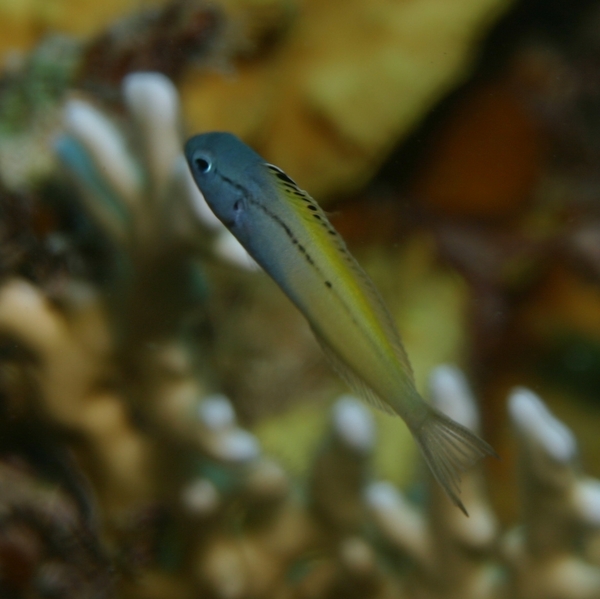 Blennies - Blackline Fangblenny