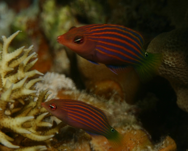 Wrasse - Sixline Wrasse