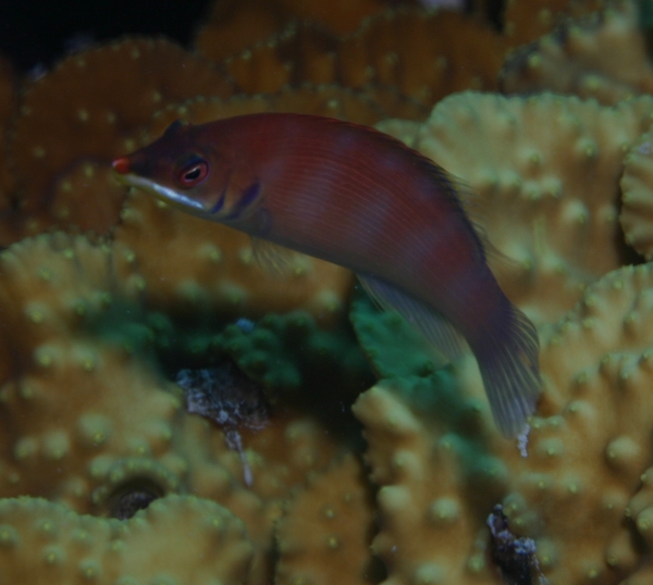 Wrasse - Striated Wrasse