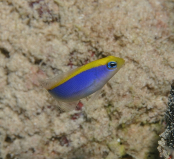 Dottybacks - Yellowback Dottyback